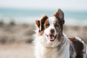 Dog bite injury lawyer in White Plains NY